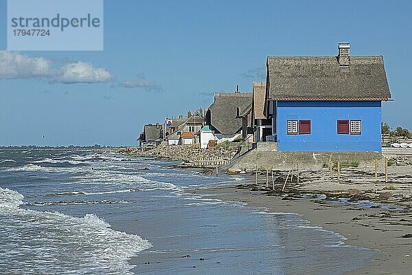 Reetdachhäuser am Strand  Halbinsel Graswarder  Heiligenhafen  Schleswig-Holstein  Deutschland  Europa