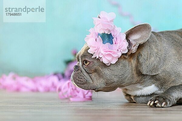 Geburtstagsparty Hund. Seitenansicht von lila Französisch Bulldogge mit Teil Hut liegend vor blauem Hintergrund mit Papier Luftschlangen und Blumen und Kopie Raum