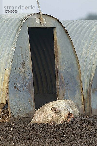 Schwein (Sus domesticus)  erwachsenes Tier schlafend neben einem Schweinestall  Suffolk  England  Großbritannien  Europa