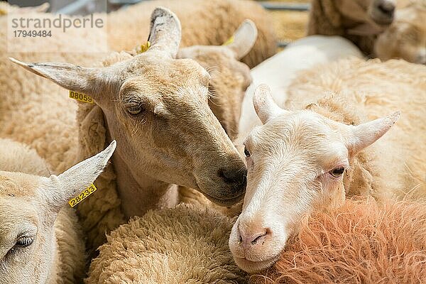Schafe auf Viehmarkt Markt Messe Fira de Sineu  Sineu  Mallorca  Spanien  Europa