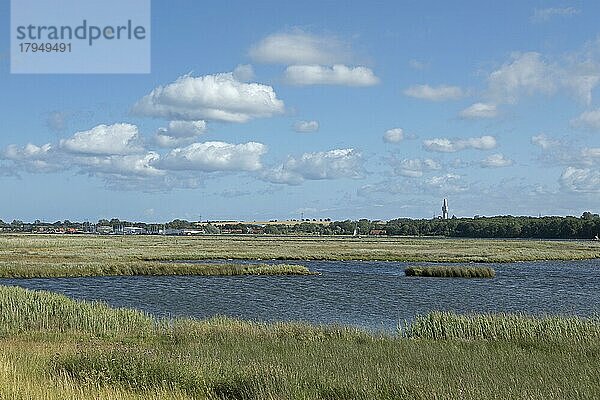 Biotop  Halbinsel Graswarder  Heiligenhafen  Schleswig-Holstein  Deutschland  Europa