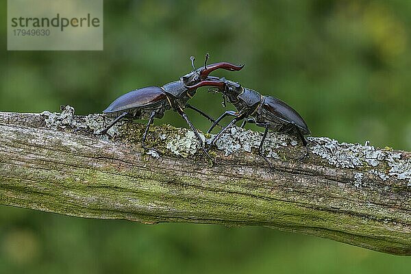 Hirschkäfer (Lucanus cervus)  zwei Männchenin kämpfend auf Flechtenbedecktem Ast  Biosphärengebiet  Schwäbische Alb  Baden-Württemberg  Deutschland  Europa