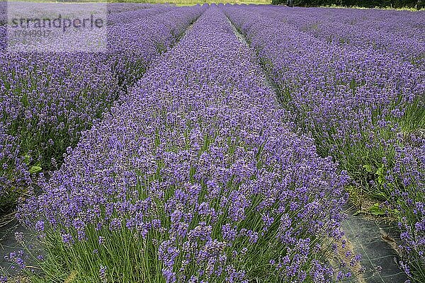 Lavendel (Lavandula) in Köpingebro  Gemeinde Ystad  Schonen  Schweden  Skandinavien  Europa