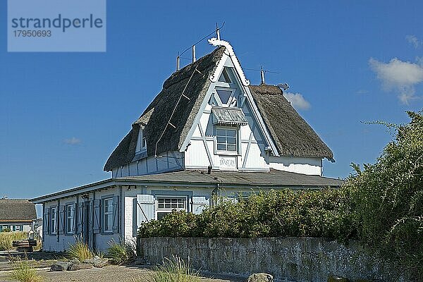 Reetdachhaus  Halbinsel Graswarder  Heiligenhafen  Schleswig-Holstein  Deutschland  Europa