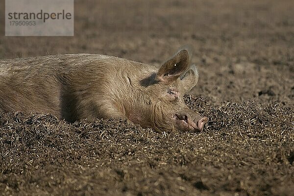 Schwein (Sus domesticus)  erwachsenes Tier  schlafend in einem schlammigen Feld  Suffolk  England  Großbritannien  Europa