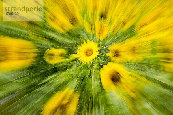 Sonnenblumen (Helianthus annuus)  Blüten  Sonnenblumenfeld  abstrakt  unscharf  Zoomeffekt  Hessen  Deutschland  Europa