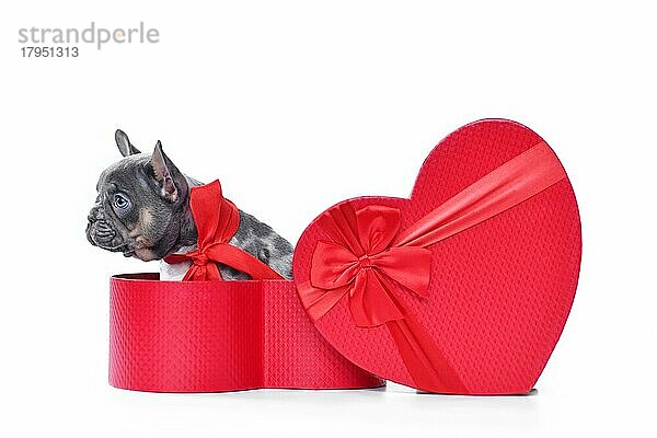 Merle Französisch Bulldogge Hundewelpe in Valentinstag Geschenk Box in Form von roten Herzen auf weißem Hintergrund