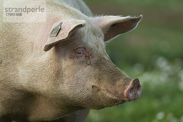 Schwein (Sus domesticus) erwachsenes Tier Kopfporträt  Suffolk  England  Großbritannien  Europa