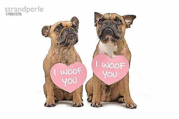 Zwei French Bulldog Hunde mit Valentines Day Herzen mit Text I woof you um den Hals vor weißem Hintergrund