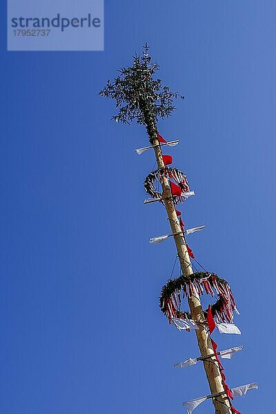 Maibaum  Obernberg am Inn  Innviertel  Oberösterreich  Österreich  Europa