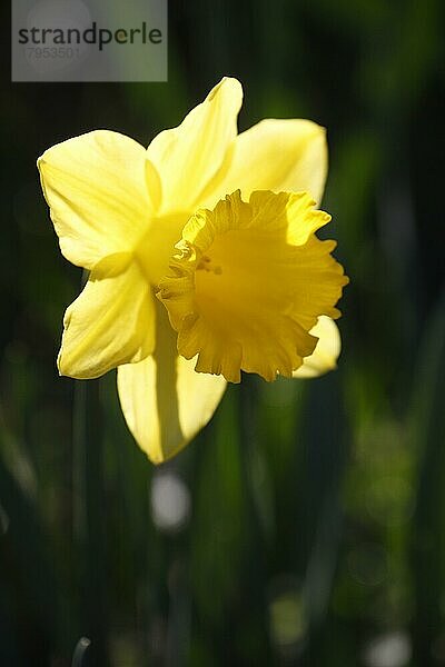 Gelbe Narzisse (Narcissus pseudonarcissus)  Osterglocke im Gegenlicht  Deutschland  Europa