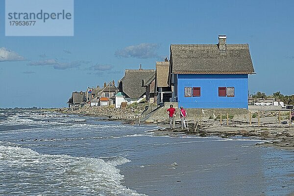 Reetdachhäuser am Strand  Halbinsel Graswarder  Heiligenhafen  Schleswig-Holstein  Deutschland  Europa