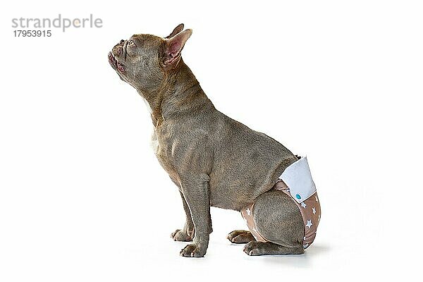 Lilac Französisch Bulldogge Hund trägt Stoff Periode Windel Hosen zum Schutz auf weißem Hintergrund