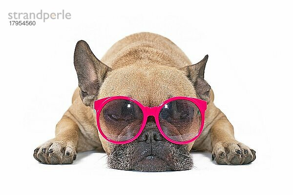 Hund mit Sonnenbrille. Lustige Französisch Bulldog entspannen  während das Tragen bunte Sonnenbrille vor weißem Hintergrund