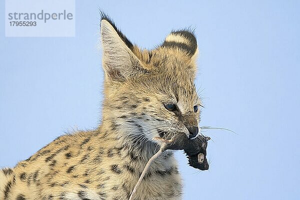 Serval (Leptailurus serval)  frisst Maus  Tierportrait  Jungtier  17 Wochen  captive  Studioaufnahme  Österreich  Europa