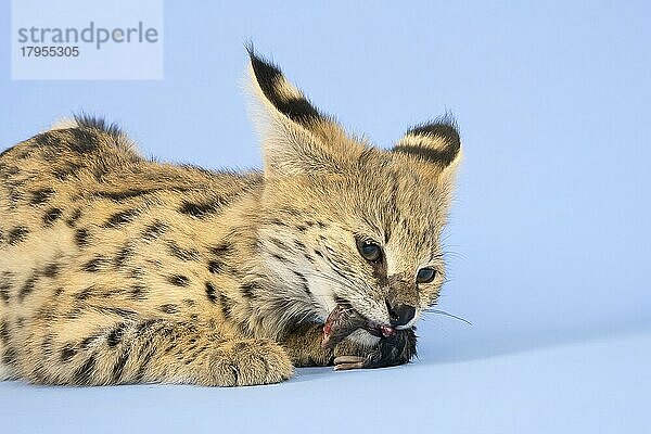 Serval (Leptailurus serval)  frisst Maus  Tierportrait  liegend  Jungtier  17 Wochen  captive  Studioaufnahme  Österreich  Europa