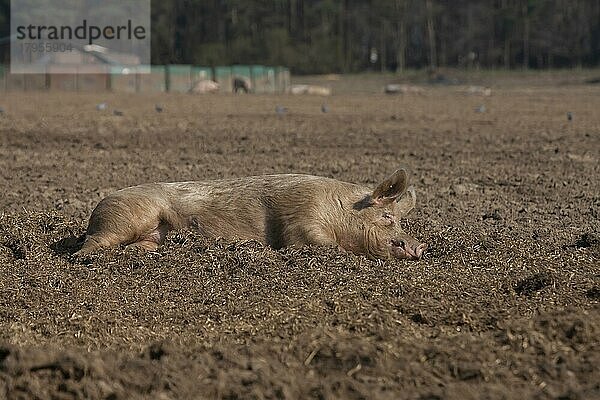 Schwein (Sus domesticus)  erwachsenes Tier  schlafend in einem schlammigen Feld  Suffolk  England  Großbritannien  Europa