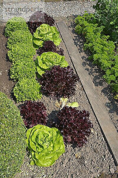 Bauerngarten  Salatbeet  verschiedene Salate