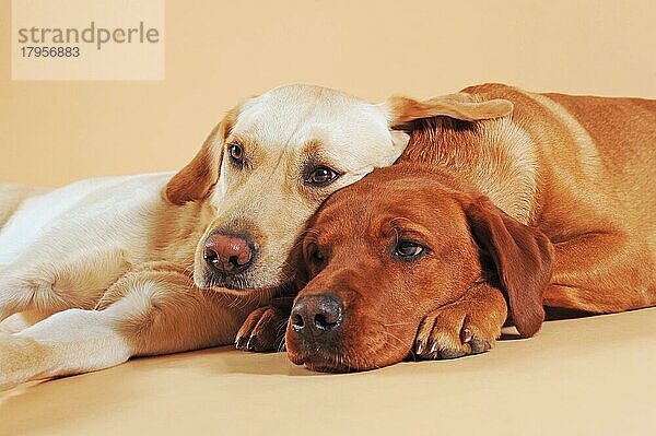 Zwei Labrador Retriever  gelb  kuschelnd  liegend