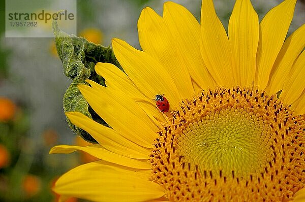 Marienkäfer auf Sonnenblume (Helianthus annuus) im Garten Sonnenblume