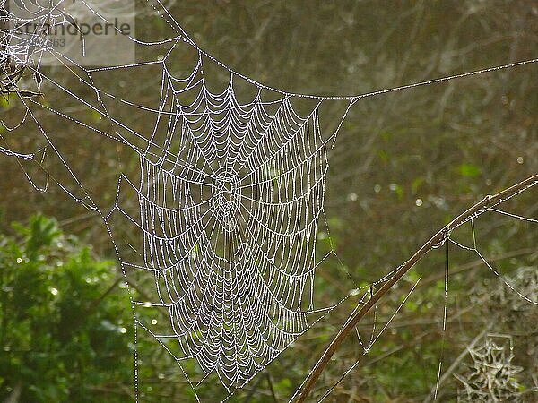 Spinnennetz nach Regen  Gegenlichtfoto