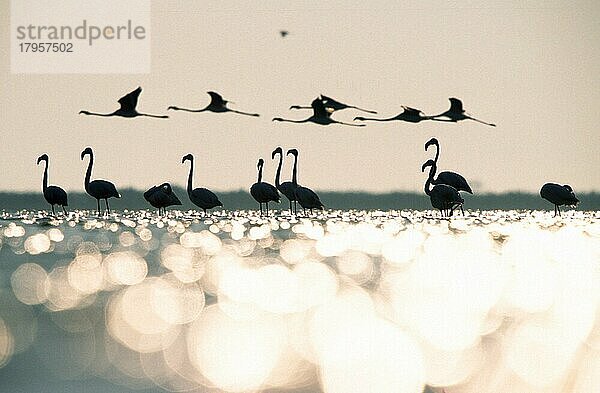 Rosaflamingos (Phoenicopterus ruber roseus)  Camargue  Südfrankreich