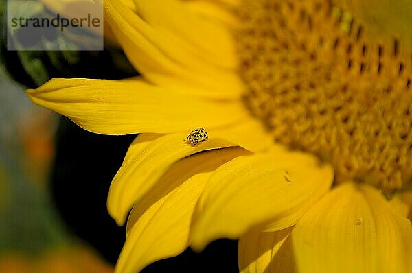 Marienkäfer auf Sonnenblume (Helianthus annuus)  Sonnenblume