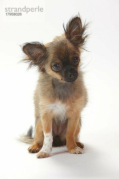 Chihuahua  Welpe  langhaarig  4 Monate