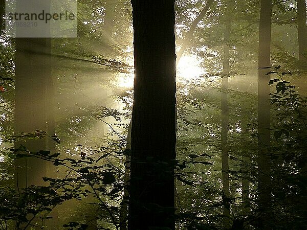 Maulbronn  Nebel im Wald mit Strahlensonne im Gegenlicht