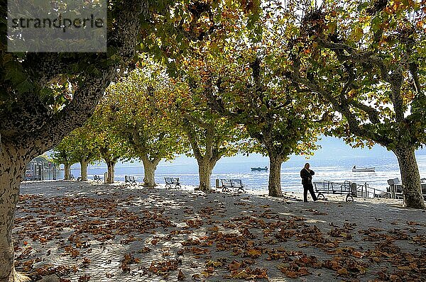 Schweiz  Lago Maggiore  Tessin  Ascona  Platanenbäume im Herbst  Allee  Europa