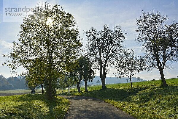 Herbstlandschaft bei Maulbronn  Straße beim Aalkistensee mit Obstbäumen im Gegenlicht