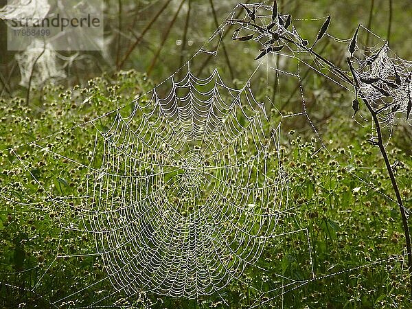 Spinnennetz nach Regen  Gegenlichtfoto