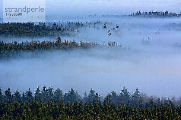 Nord  Schwarzwald bei Kaltenbronn  Ausblick vom Hohlohturm  Kaiser Wilhelm Thurm 1857  Schwarzwald im Nebel