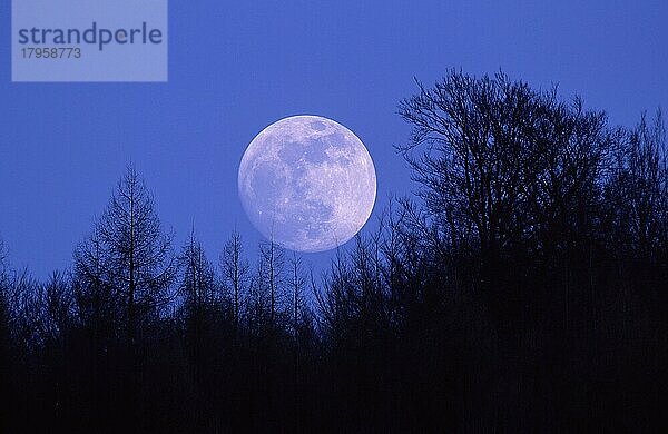 Vollmond über Wald  Niedersachsen  Deutschland  Europa