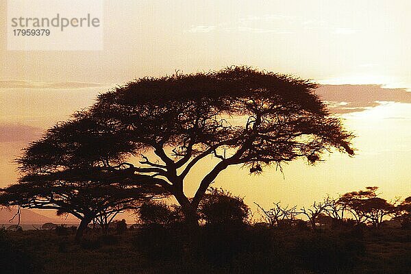 Abenddämmerung  Amboseli Nationalpark  Kenia  Afrika