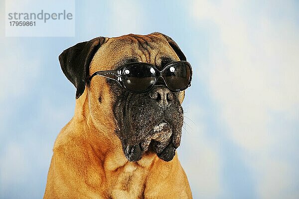Bullmastiff mit Sonnenbrille  falb  Tierportrait