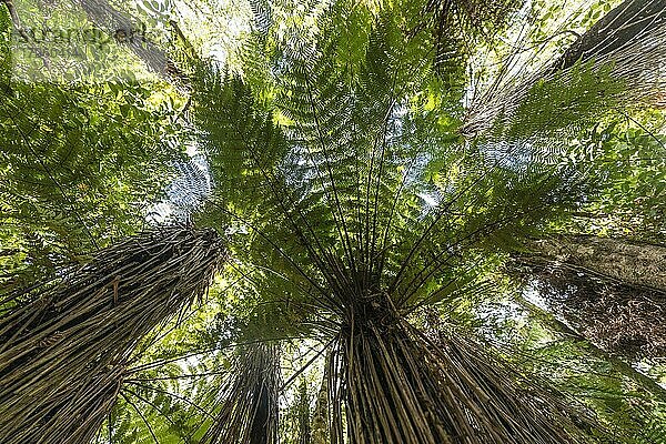 Neuseeländischer Regenwald  Farnbäume (Cyatheales)  The Catlins  Otago  Südinsel  Neuseeland  Ozeanien