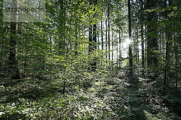 Naturnaher Laubmischwald  im Gegenlicht  mit Sonnenstern  Nationalpark Bayerischer Wald  Bayern  Deutschland  Europa