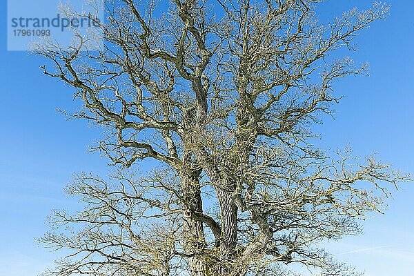 Baumkrone einer alten Stieleiche (Quercus robur) im Winter  Thüringen  Deutschland  Europa