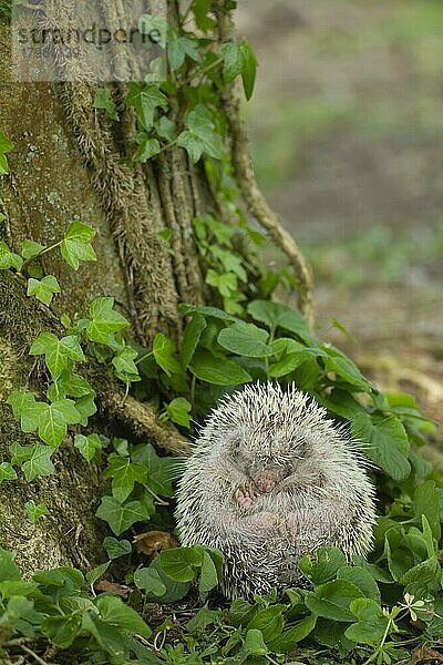 Braunbrustigel (Erinaceus europaeus) albino  erwachsener Igel ruhend an einem Baumstamm  Suffolk  England  Großbritannien  Europa