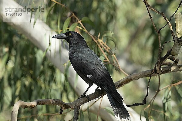 Dickschnabel-Würgerkrähe (Strepera graculina)  erwachsener Vogel in einem Baum  Victoria  Australien  Ozeanien