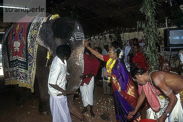 Gaja dhanam  Opferung eines Elefanten an einen Brahmanen  eine der Zeremonien bei einer Hochzeit im 60. 80. oder 90. Lebensjahr in der Nattukottai Chettiar (Nagarathar) -Gemeinschaft  Tamil Nadu  Indien  Asien