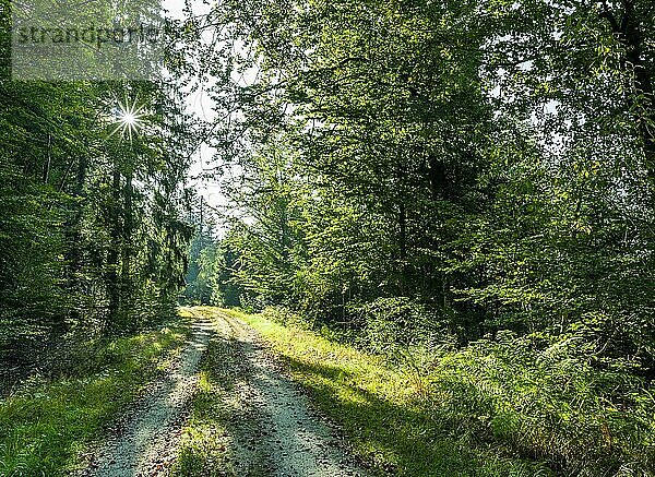 Weg im Wald  Sonnenstern  Bayerischer Wald  Bayern  Deutschland  Europa