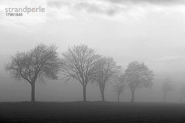 Laubbäume  Baumreihe im Nebel  schwarzweiß  Nordrhein-Westfalen  Deutschland  Europa