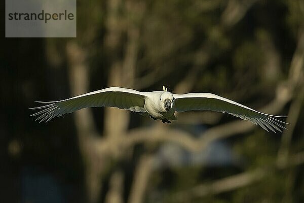 Gelbhaubenkakadu (Cacatua galerita) erwachsener Vogel im Flug  Sydney  New South Wales  Australien  Ozeanien