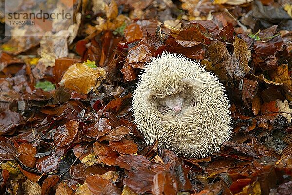 Braunbrustigel (Erinaceus europaeus) albino  erwachsen schlafend auf gefallenem Herbstlaub  Suffolk  England  Großbritannien  Europa