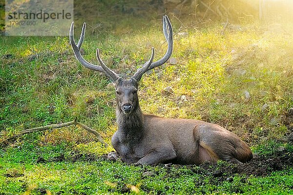 Männlicher Sambarhirsch (Rusa unicolor) beim Ausruhen im Wald. Sambar ist ein großer Hirsch  der auf dem indischen Subkontinent beheimatet ist und als gefährdetes Gewürz gilt. Ranthambore-Nationalpark  Rajasthan  Indien. Horizontale Pfanne