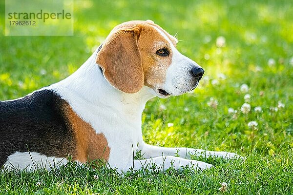 Beagle Hund Spaß im Garten im Freien liegen auf Gras. Thema Hund