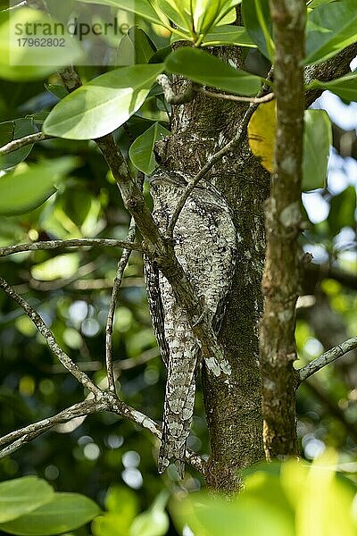 Eulenschwalm (Podargus strigoides)  erwachsener Vogel schlafend in einem Baum  Daintree-Regenwald  Queensland  Australien  Ozeanien