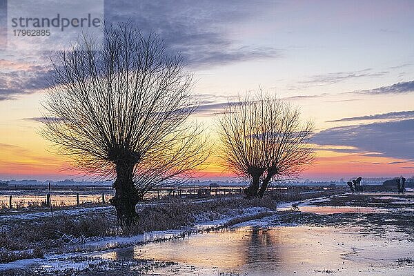 Silhouette einer Weide im Ochsenmoor am Dümmer bei Sonnenuntergang  Winter  Hüde  Niedersachsen  Deutschland  Europa